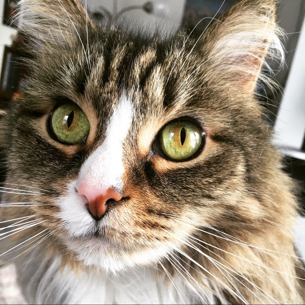 Meet your Posher, Peri